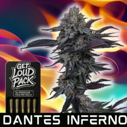 Dante's Inferno - THCA Flower Pre-Rolls